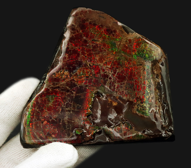 8センチ超え!カナダ・アルバータの自然が生んだ宝石、アンモライト(Ammolite)のピース(その5)