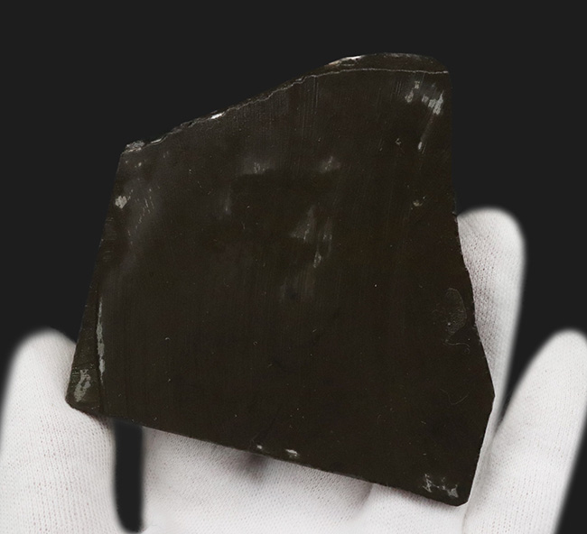 8センチ超え!カナダ・アルバータの自然が生んだ宝石、アンモライト(Ammolite)のピース(その6)