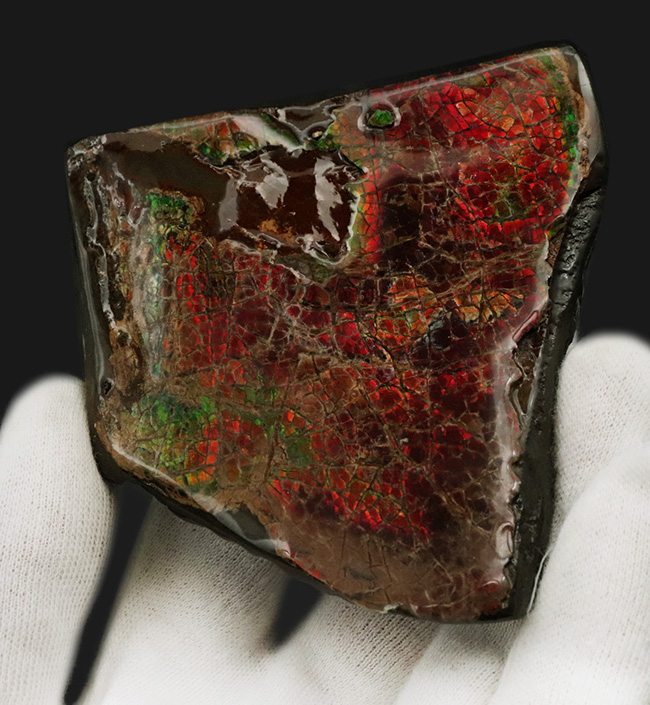 8センチ超え!カナダ・アルバータの自然が生んだ宝石、アンモライト(Ammolite)のピース(その8)
