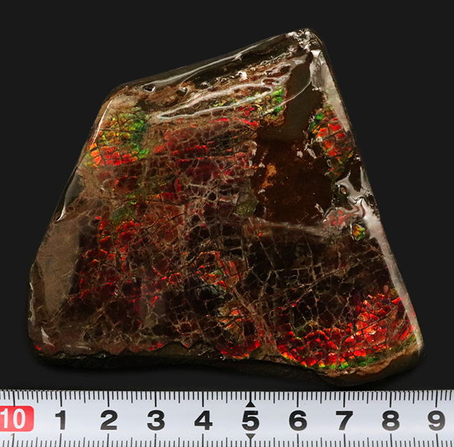 ８センチ超え！カナダ・アルバータの自然が生んだ宝石、アンモライト（Ammolite）のピース（その9）