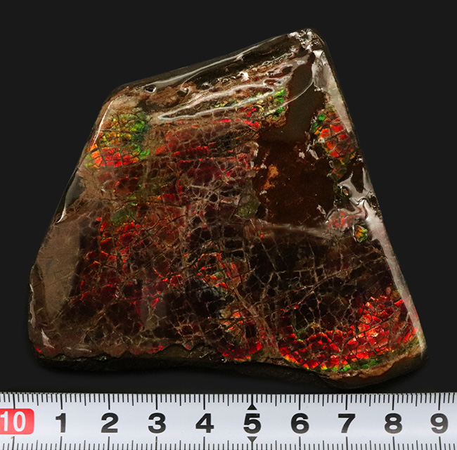8センチ超え!カナダ・アルバータの自然が生んだ宝石、アンモライト(Ammolite)のピース(その9)