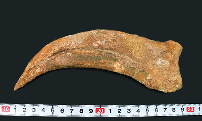 値下げ交渉可】スピノサウルスのハンドクロウ（爪） 化石 恐竜