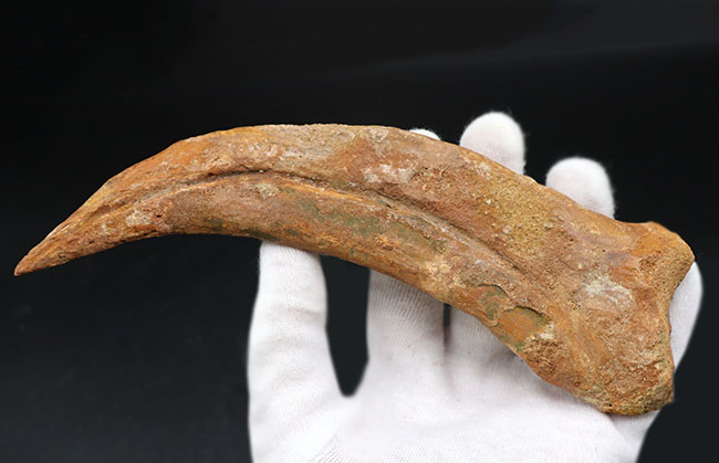 これぞモンスター！その迫力に震える！ロングカーブ計測で21センチを