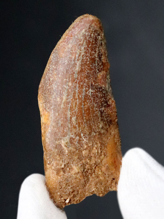 幅広!白亜紀モロッコ産、カルカロドントサウルス(Carcharodontosaurus)の歯化石。(その1)