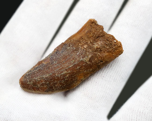 幅広!白亜紀モロッコ産、カルカロドントサウルス(Carcharodontosaurus)の歯化石。(その2)