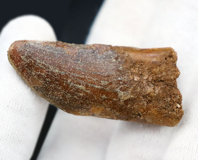 幅広!白亜紀モロッコ産、カルカロドントサウルス(Carcharodontosaurus)の歯化石。(その3)