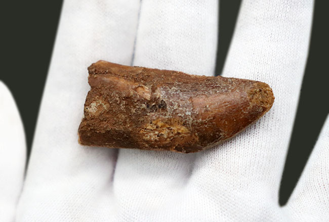 幅広!白亜紀モロッコ産、カルカロドントサウルス(Carcharodontosaurus)の歯化石。(その4)