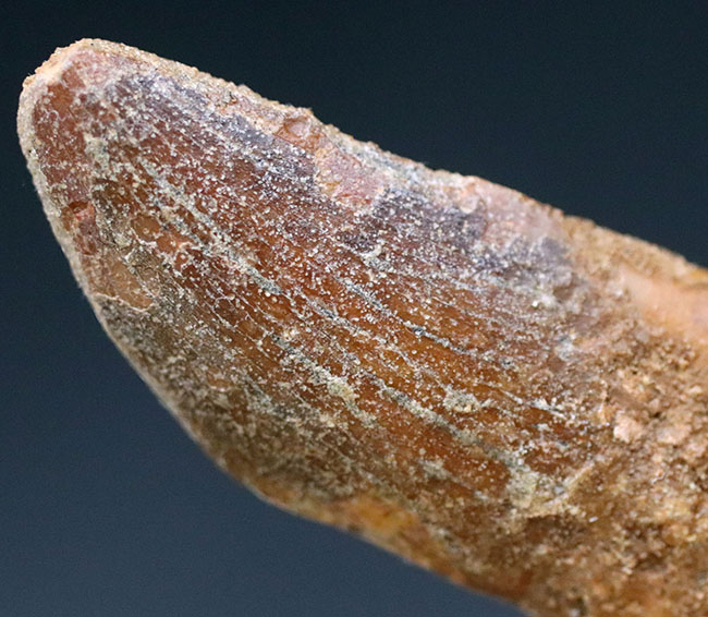 幅広!白亜紀モロッコ産、カルカロドントサウルス(Carcharodontosaurus)の歯化石。(その5)