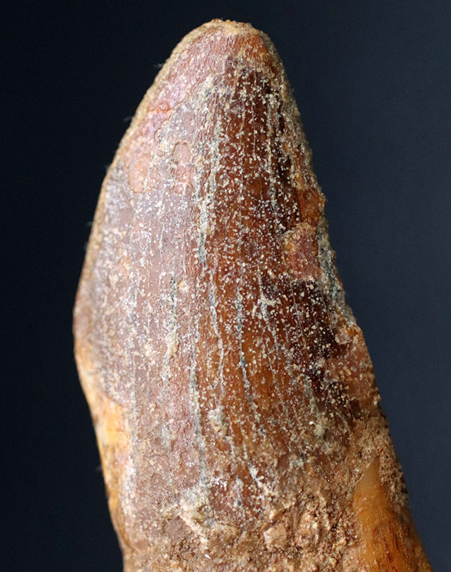 幅広!白亜紀モロッコ産、カルカロドントサウルス(Carcharodontosaurus)の歯化石。(その6)