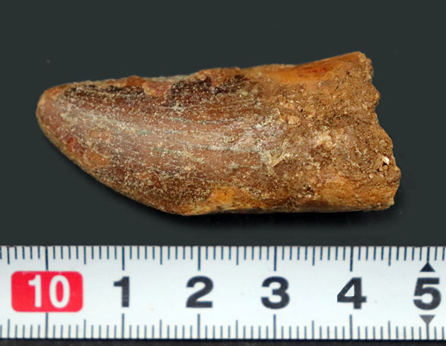 幅広!白亜紀モロッコ産、カルカロドントサウルス(Carcharodontosaurus)の歯化石。(その8)