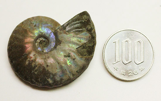 アンモナイトはなぜ螺旋状に成長するのか？マダガスカル産光るアンモナイト(Ammonite)（その11）