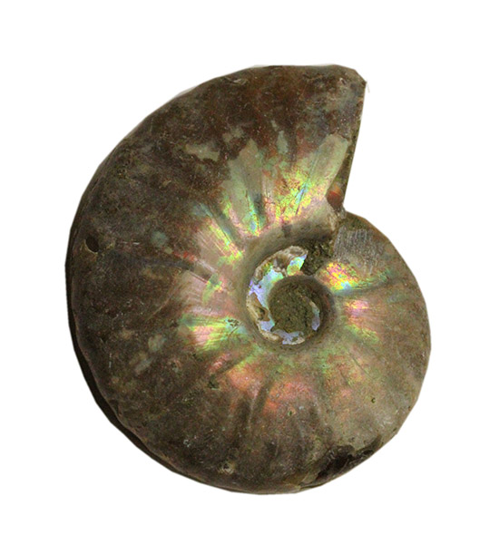 アンモナイトはなぜ螺旋状に成長するのか？マダガスカル産光るアンモナイト(Ammonite)（その3）