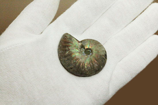 アンモナイトはなぜ螺旋状に成長するのか？マダガスカル産光るアンモナイト(Ammonite)（その4）