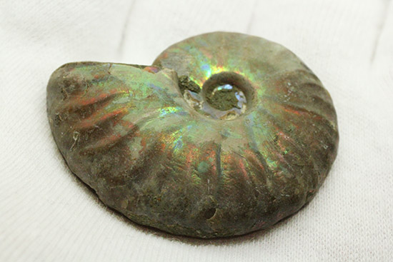 アンモナイトはなぜ螺旋状に成長するのか？マダガスカル産光るアンモナイト(Ammonite)（その5）
