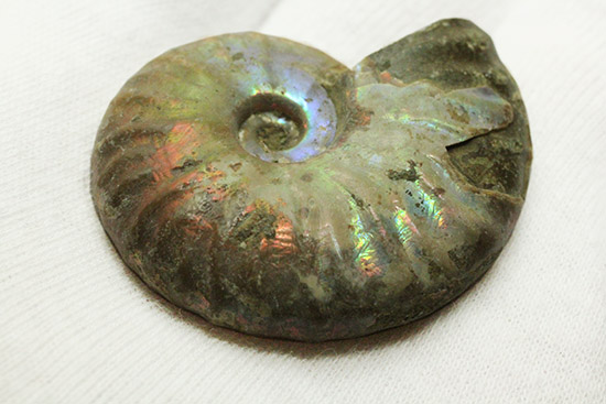 アンモナイトはなぜ螺旋状に成長するのか？マダガスカル産光るアンモナイト(Ammonite)（その7）