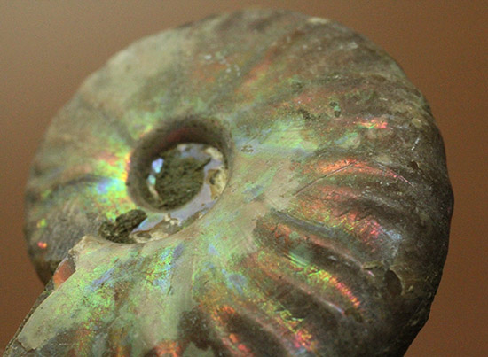 アンモナイトはなぜ螺旋状に成長するのか？マダガスカル産光るアンモナイト(Ammonite)（その9）
