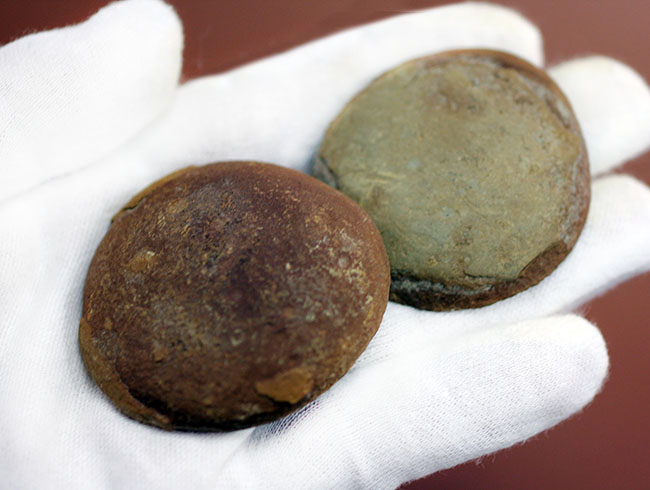 米国・イリノイ州マゾン（メゾン）クリーク産ならでは。石炭紀のクラゲ