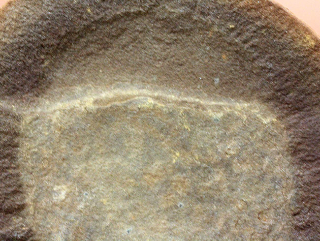 米国・イリノイ州マゾン（メゾン）クリーク産ならでは。石炭紀のクラゲ、エセクセラ（Essexella asherae）のネガポジ化石（その5）