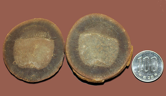 米国・イリノイ州マゾン（メゾン）クリーク産ならでは。石炭紀のクラゲ、エセクセラ（Essexella asherae）のネガポジ化石（その8）
