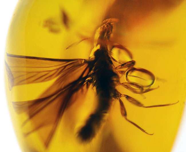 約３０００万年前の羽虫が包まれた、透明度抜群のドミニカ産の琥珀（Amber）（その1）