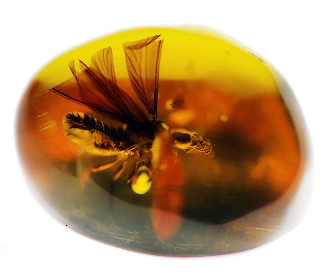約３０００万年前の羽虫が包まれた、透明度抜群のドミニカ産の琥珀（Amber）（その2）