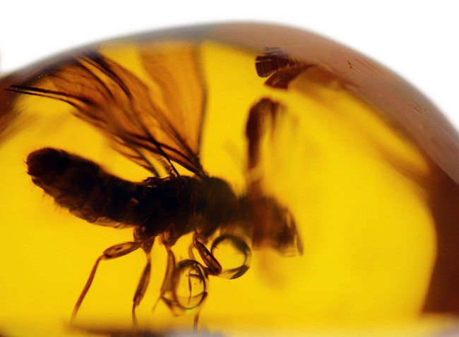 約3000万年前の羽虫が包まれた、透明度抜群のドミニカ産の琥珀