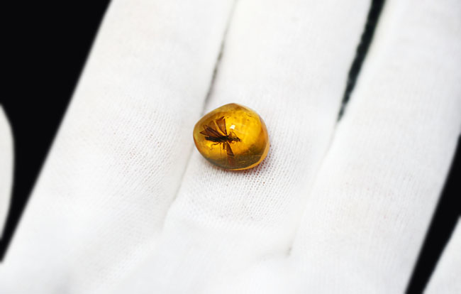 約３０００万年前の羽虫が包まれた、透明度抜群のドミニカ産の琥珀（Amber）（その4）