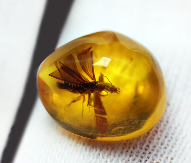 約３０００万年前の羽虫が包まれた、透明度抜群のドミニカ産の琥珀（Amber）（その5）