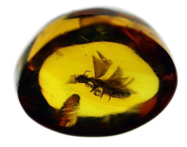 約３０００万年前の羽虫が包まれた、透明度抜群のドミニカ産の琥珀（Amber）（その6）