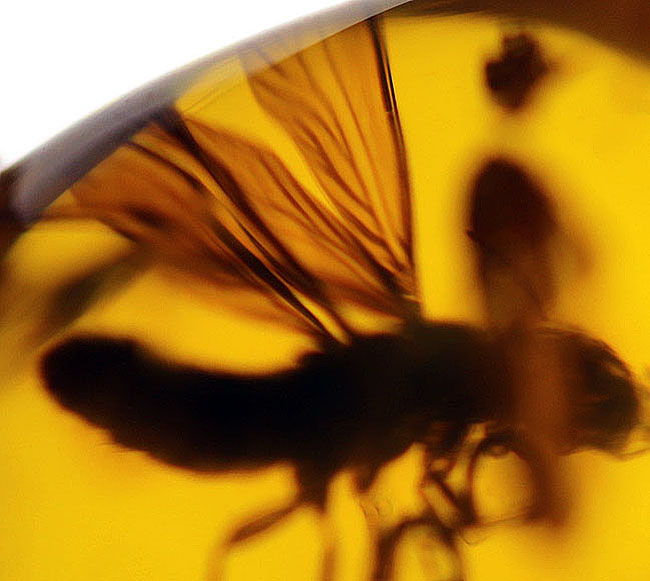 約３０００万年前の羽虫が閉じ込められた、透明度抜群のドミニカ産の琥珀（Amber）（その7）