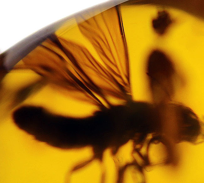 約３０００万年前の羽虫が包まれた、透明度抜群のドミニカ産の琥珀（Amber）（その7）