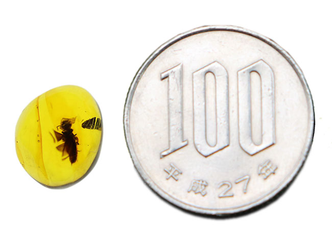 約３０００万年前の羽虫が包まれた、透明度抜群のドミニカ産の琥珀（Amber）（その8）