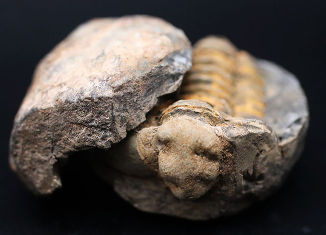 珍しい!ポジとネガが揃ったモロッコ産の三葉虫のディアカリメネ(Diacalymene)(その3)