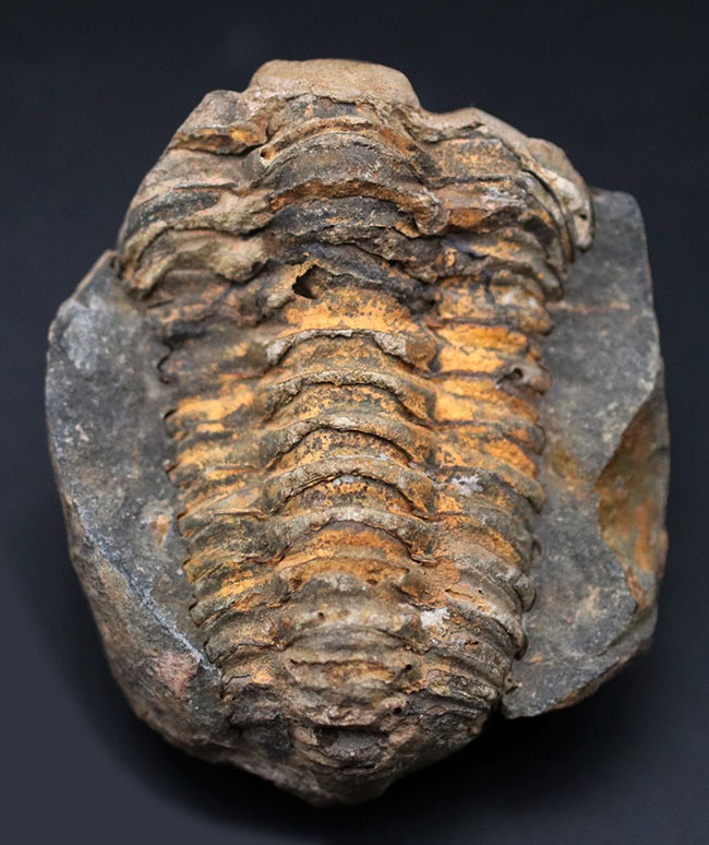 珍しい!ポジとネガが揃ったモロッコ産の三葉虫のディアカリメネ(Diacalymene)(その4)