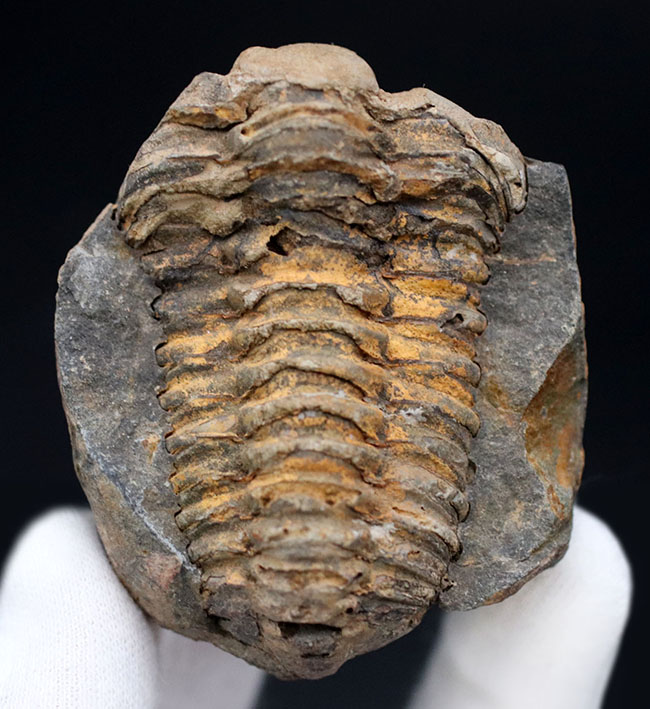 珍しい!ポジとネガが揃ったモロッコ産の三葉虫のディアカリメネ(Diacalymene)(その5)