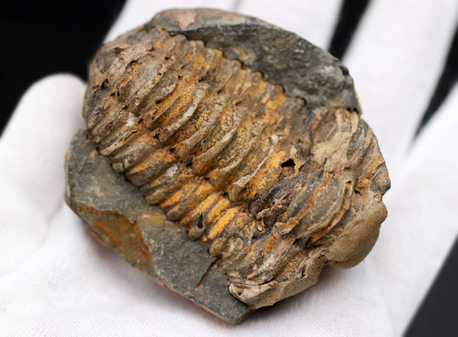 珍しい!ポジとネガが揃ったモロッコ産の三葉虫のディアカリメネ(Diacalymene)(その6)
