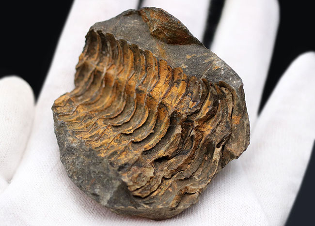 珍しい!ポジとネガが揃ったモロッコ産の三葉虫のディアカリメネ(Diacalymene)(その7)