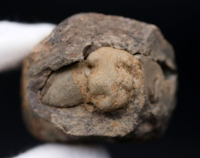 珍しい!ポジとネガが揃ったモロッコ産の三葉虫のディアカリメネ(Diacalymene)(その8)