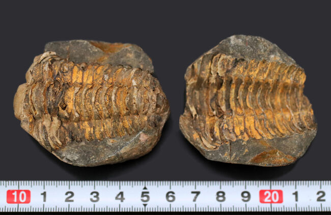 珍しい!ポジとネガが揃ったモロッコ産の三葉虫のディアカリメネ(Diacalymene)(その9)