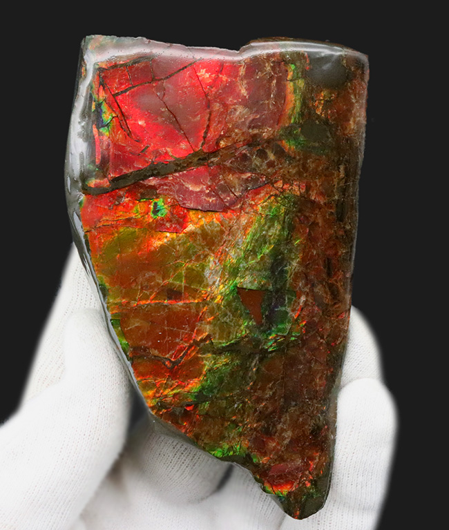 96ミリの大サイズ!鮮やかなレッド!美しいグラデーションを持つアンモライト(Ammolite)のピース(その1)
