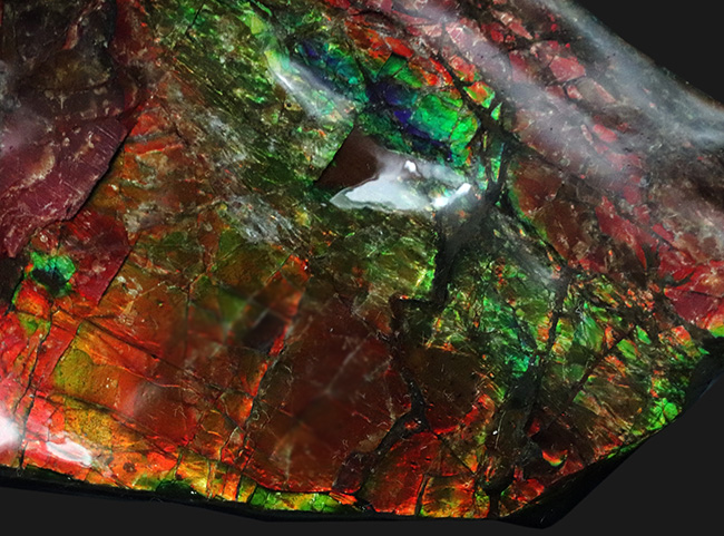 96ミリの大サイズ!鮮やかなレッド!美しいグラデーションを持つアンモライト(Ammolite)のピース(その2)