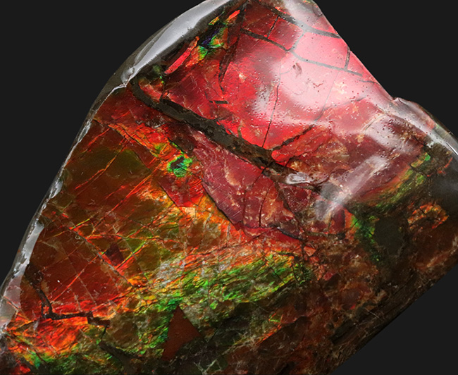96ミリの大サイズ!鮮やかなレッド!美しいグラデーションを持つアンモライト(Ammolite)のピース(その5)