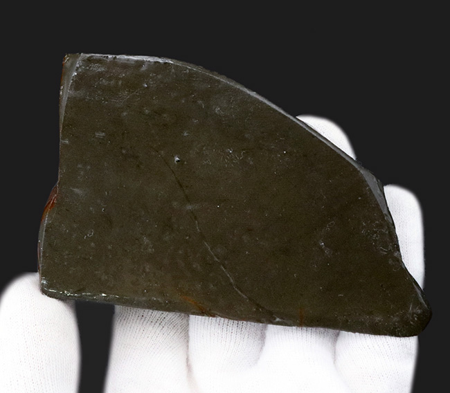 96ミリの大サイズ!鮮やかなレッド!美しいグラデーションを持つアンモライト(Ammolite)のピース(その6)