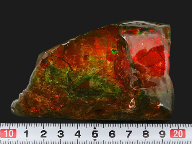 96ミリの大サイズ!鮮やかなレッド!美しいグラデーションを持つアンモライト(Ammolite)のピース(その8)