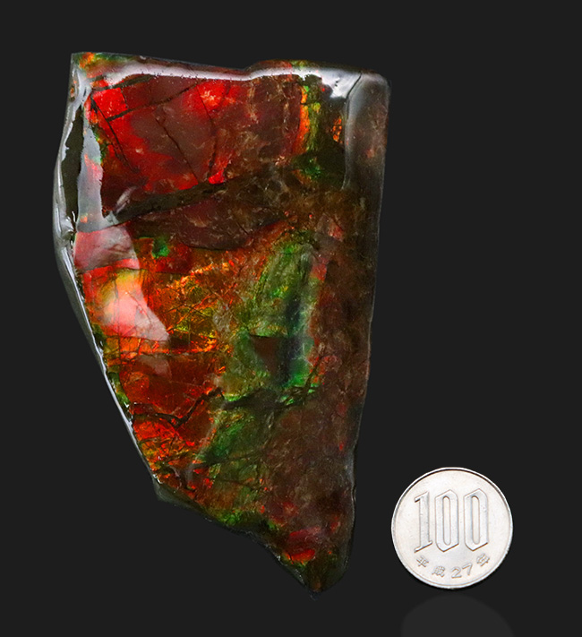 96ミリの大サイズ!鮮やかなレッド!美しいグラデーションを持つアンモライト(Ammolite)のピース(その9)