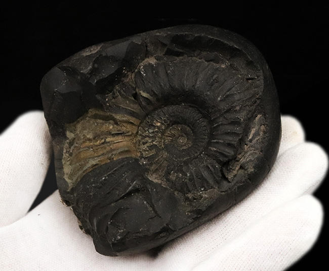 ネガ・ポジ両方残存したノジュール！ヒマラヤ山脈で採れる