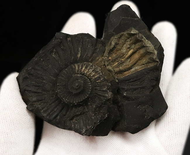 ネパール産のアンモナイト アンモナイト（ネパール産）大