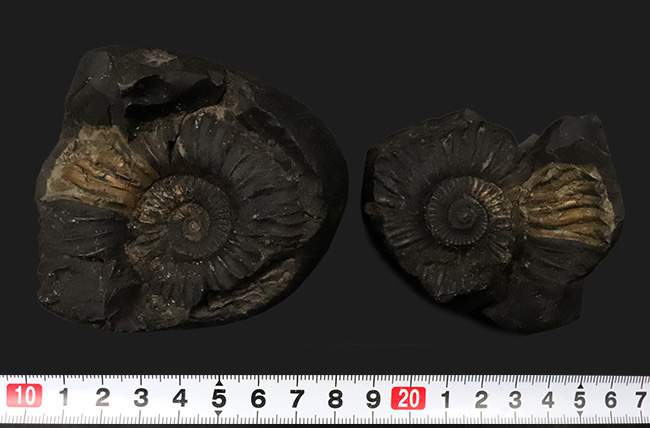 ネパール産のアンモナイト 肋（ろく）の保存状態にご注目！オールドコレクション！ネパール