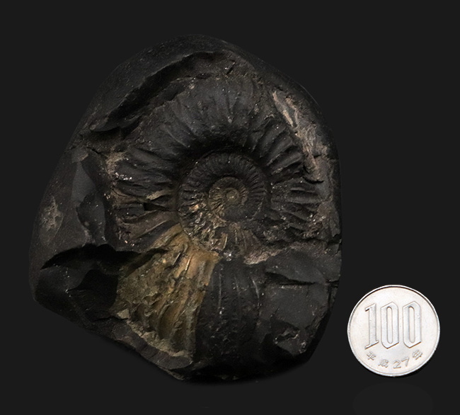 ネガ・ポジ両方残存したノジュール！ヒマラヤ山脈で採れる、ネパール産