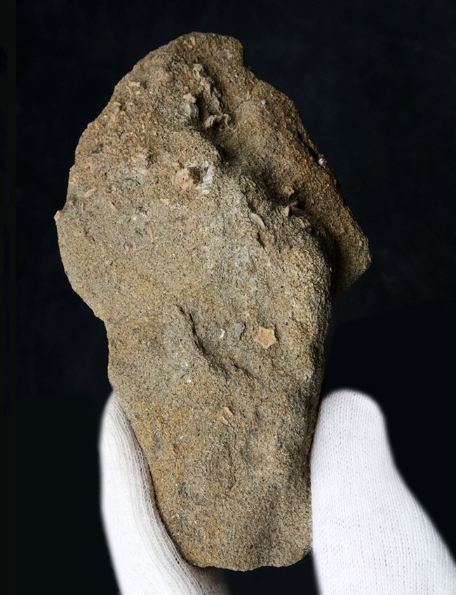 国産マニアックシリーズ！小さいながら希少！珍しい国産の五角ウミユリ、ペンタクリヌス（Pentacrinus）の部分化石（その1）